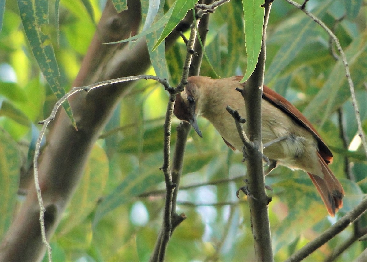 Wing-banded Hornero - ML138039121