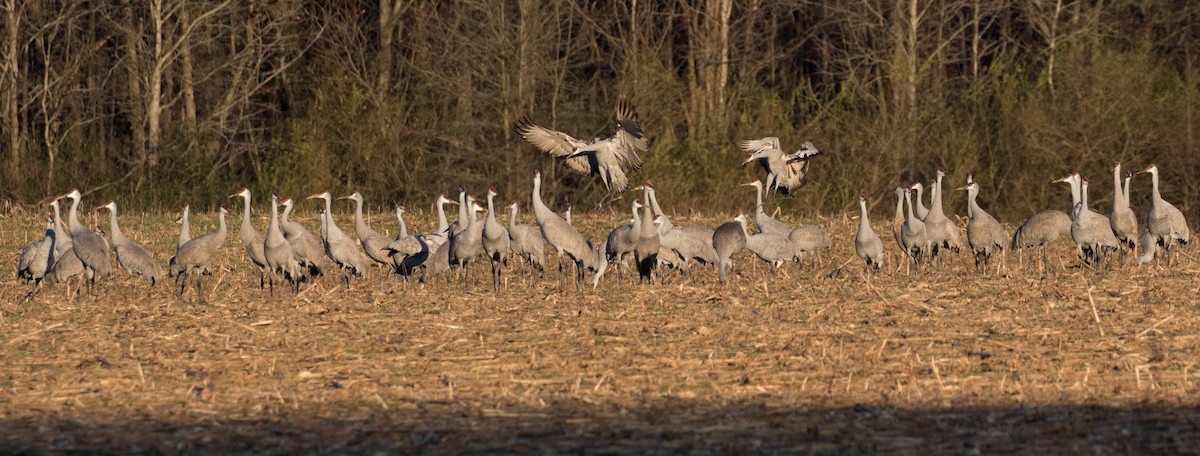 Sandhill Crane - ML138039471