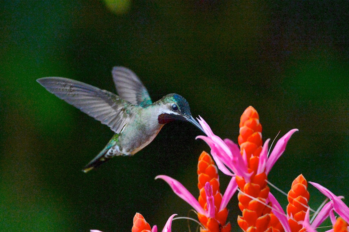 Long-billed Starthroat - Gerald Friesen