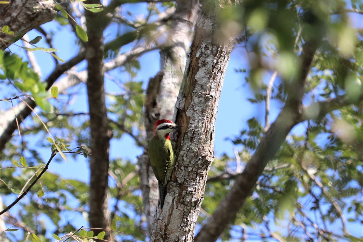 Cuban Green Woodpecker - ML138040221