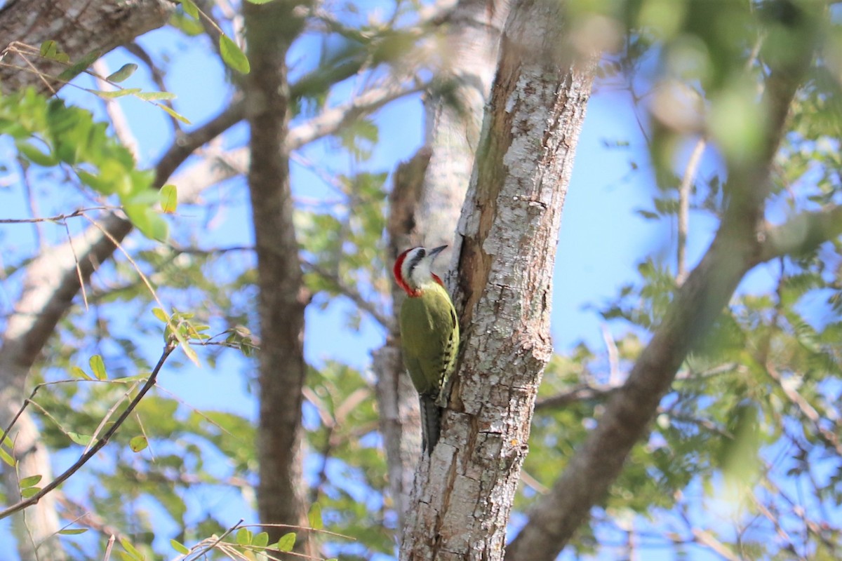 Cuban Green Woodpecker - ML138040291