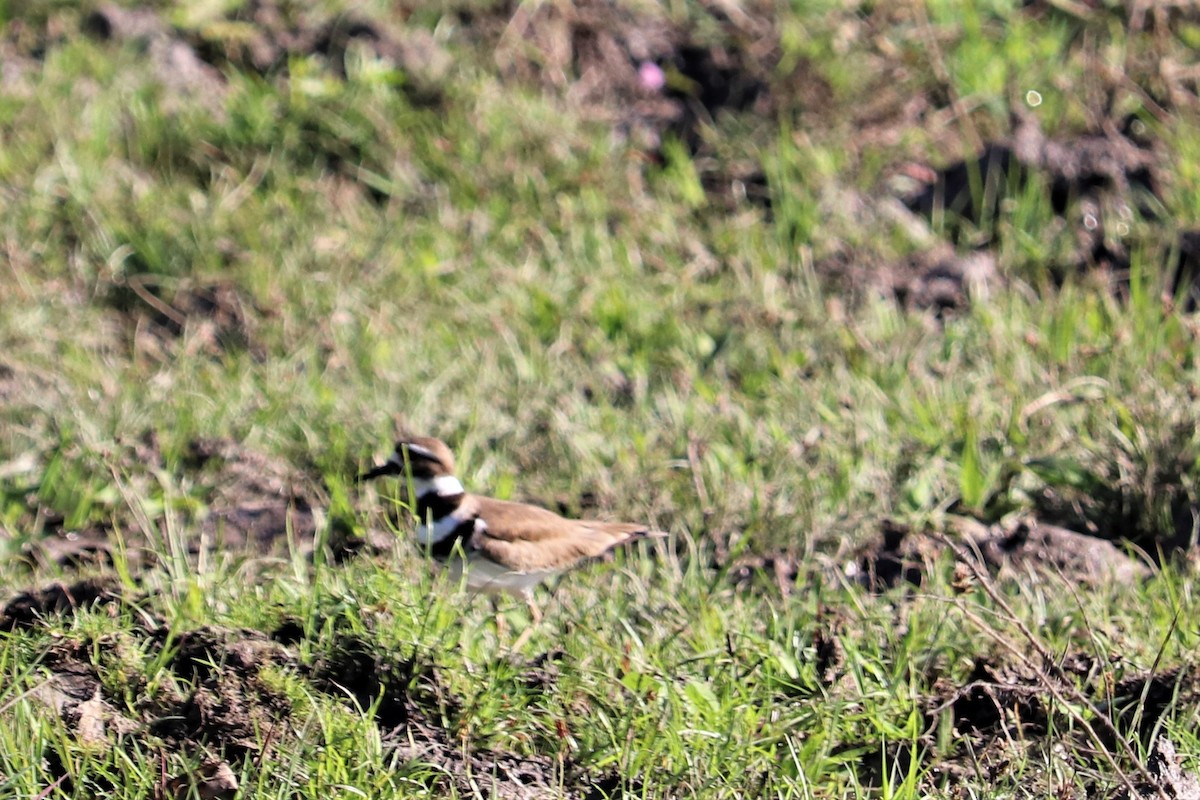 Killdeer - ML138041081