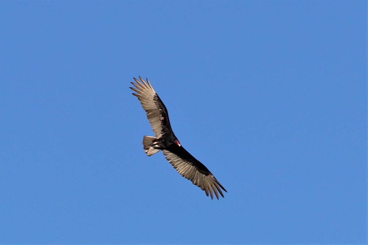 Turkey Vulture - ML138041131