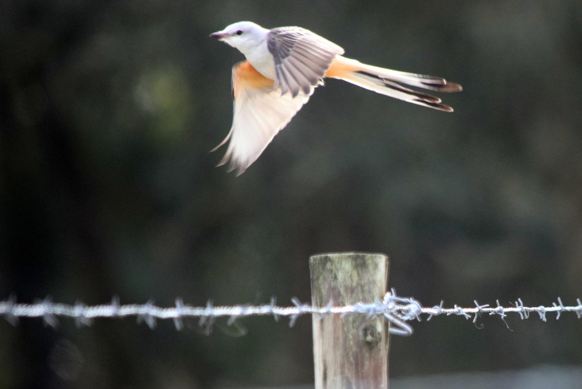 Scissor-tailed Flycatcher - Marcie Ronken