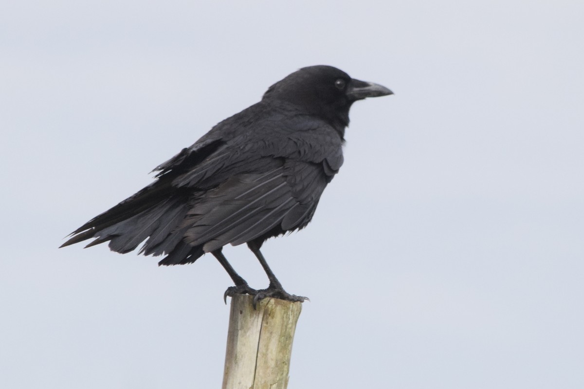 American Crow - Marcie Ronken