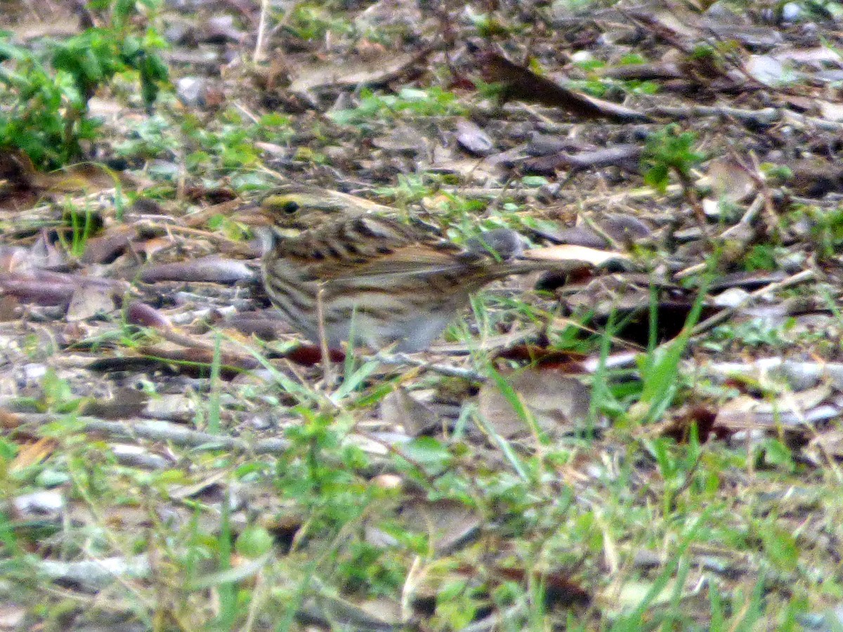 Savannah Sparrow - ML138041651