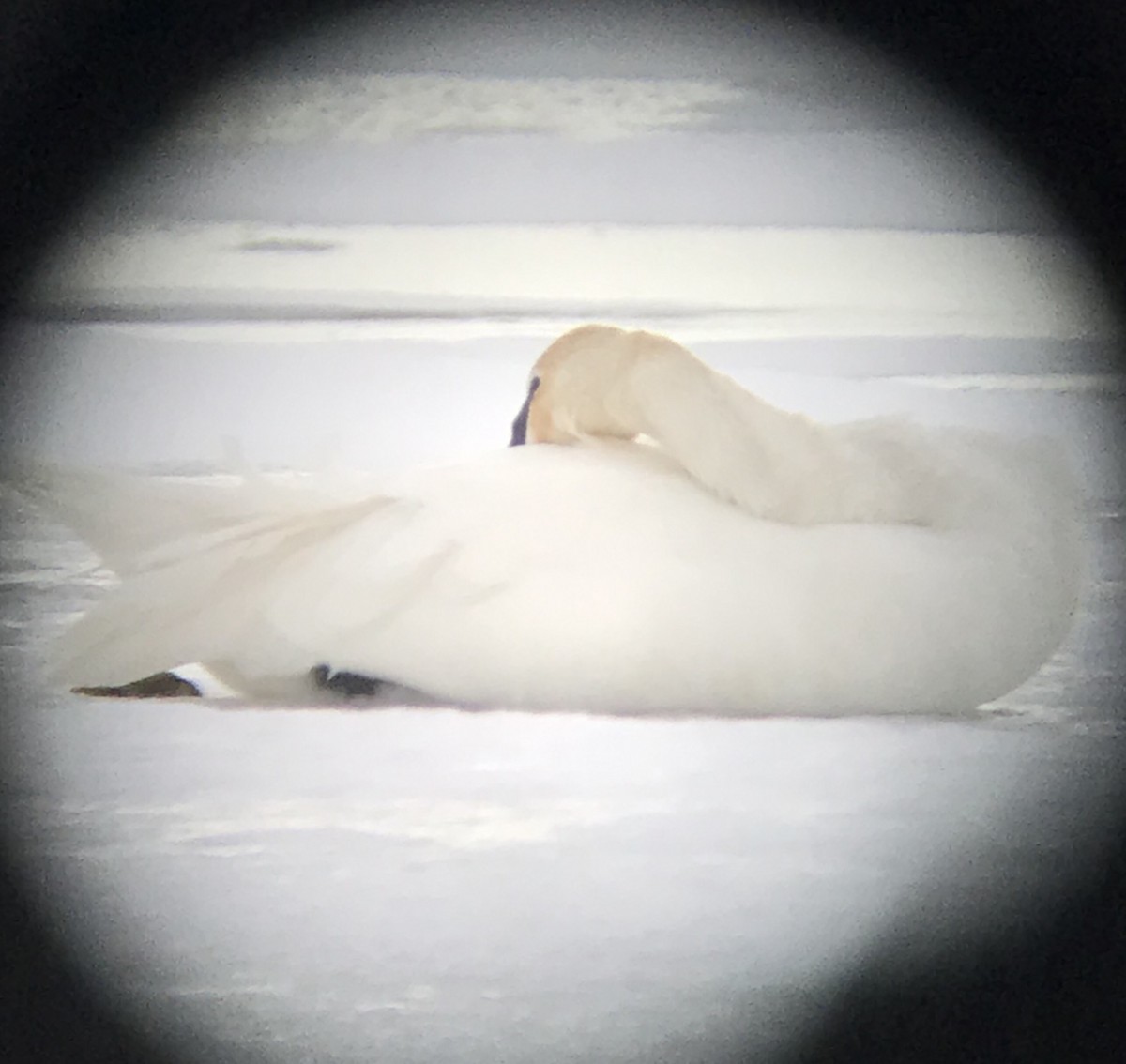 Trumpeter Swan - ML138041871