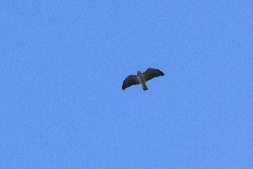 Short-tailed Hawk - Marcie Ronken