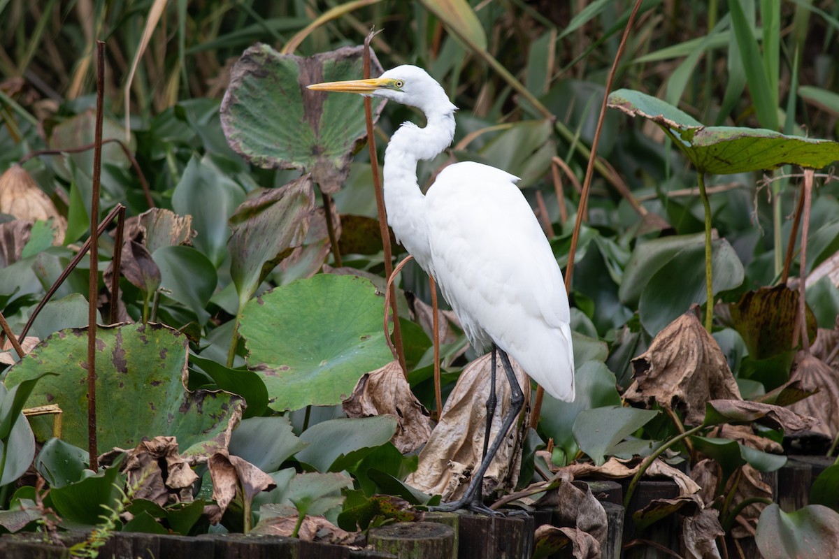 Great Egret - Iain Robson