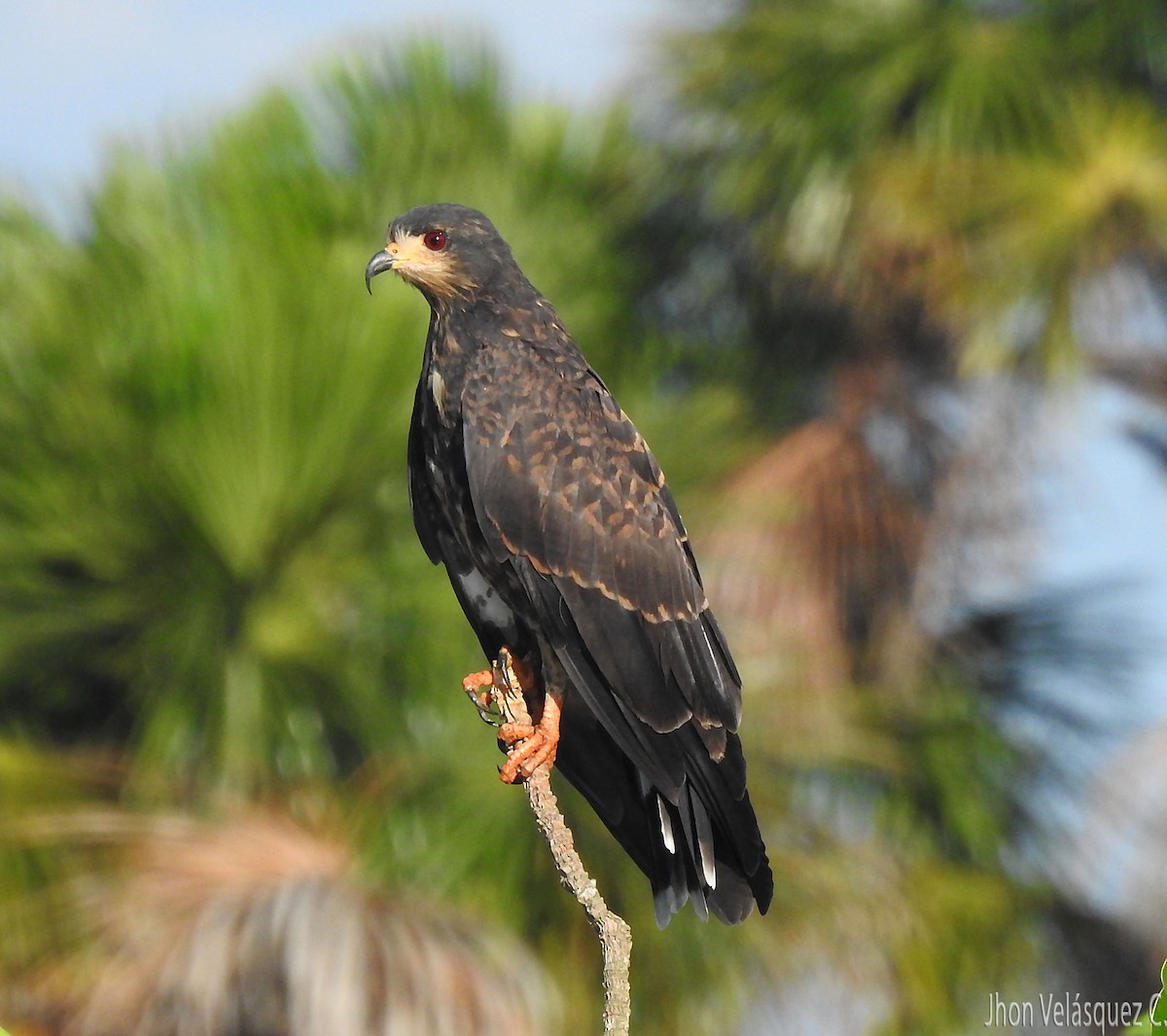 Snail Kite - ML138043961