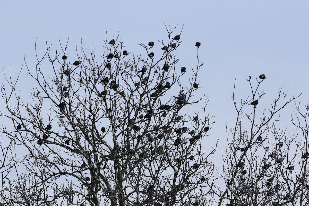 Brewer's Blackbird - ML138044001