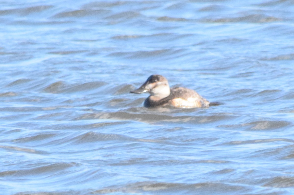 Ruddy Duck - ML138044181