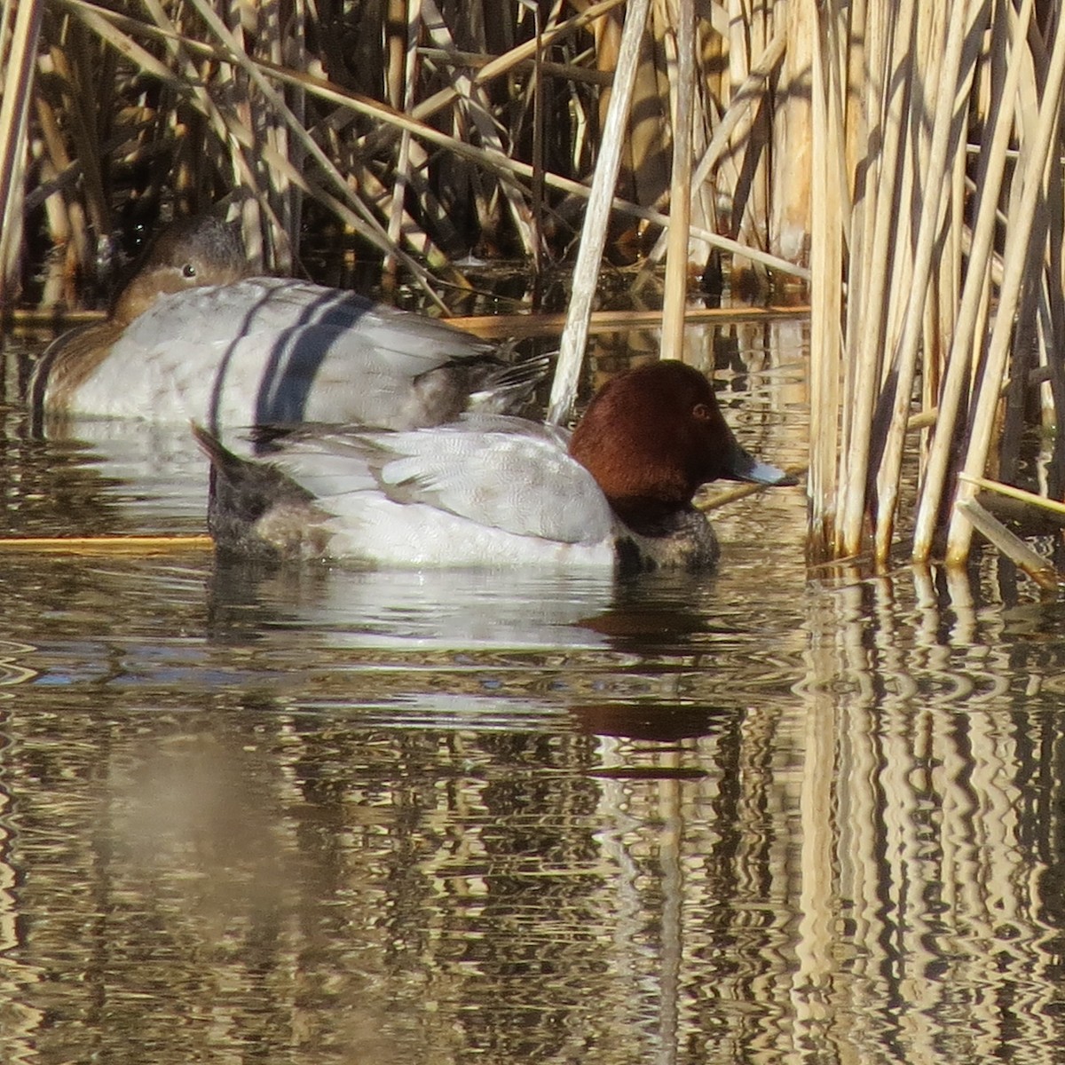 Common Pochard - Mark Danforth