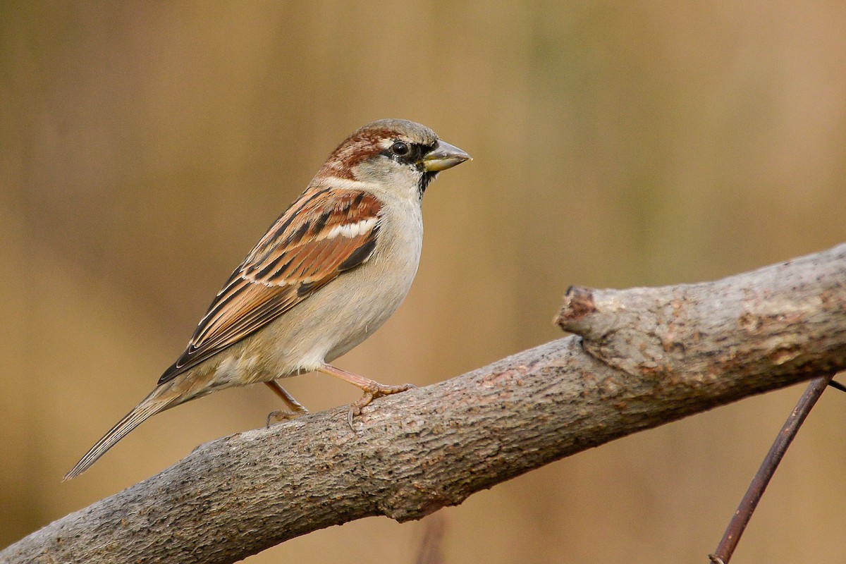 House Sparrow - ML138045781