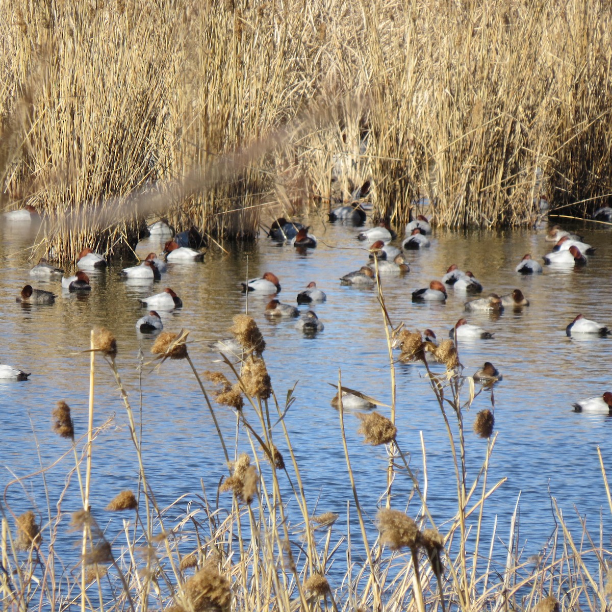 Common Pochard - ML138046061