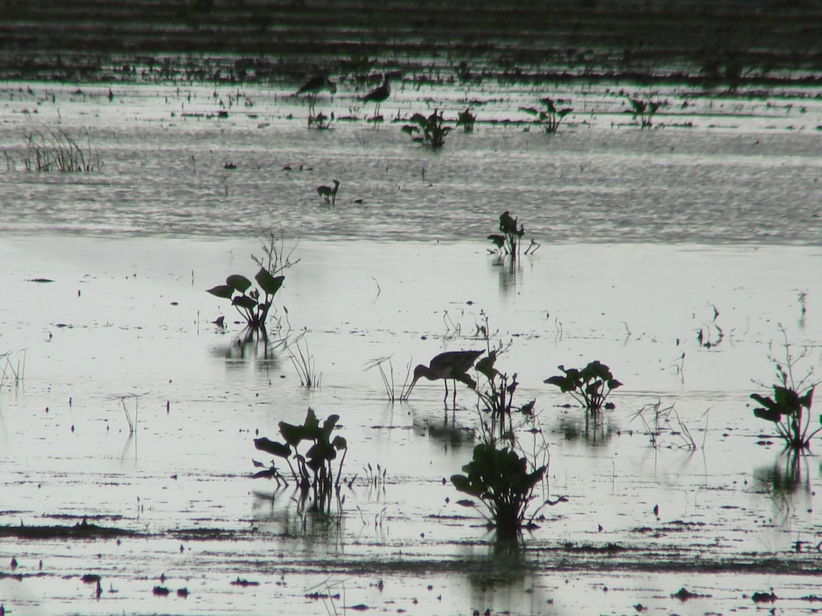 Black-tailed Godwit - ML138046171
