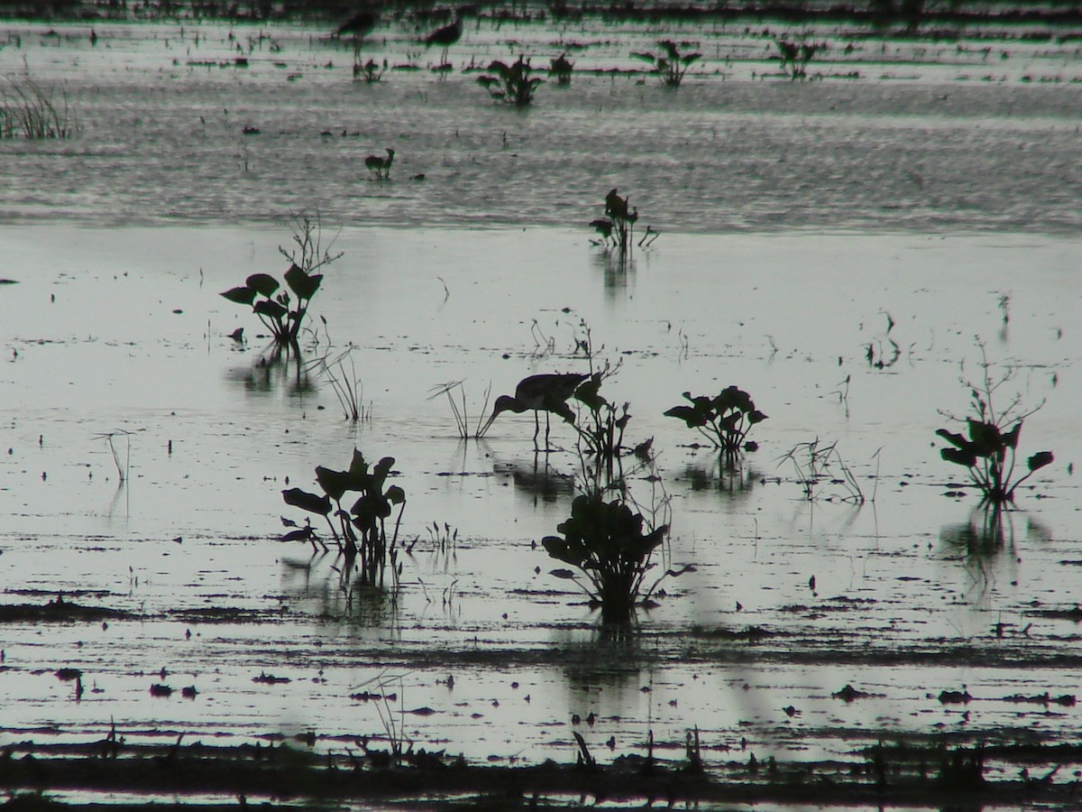 Black-tailed Godwit - ML138046181