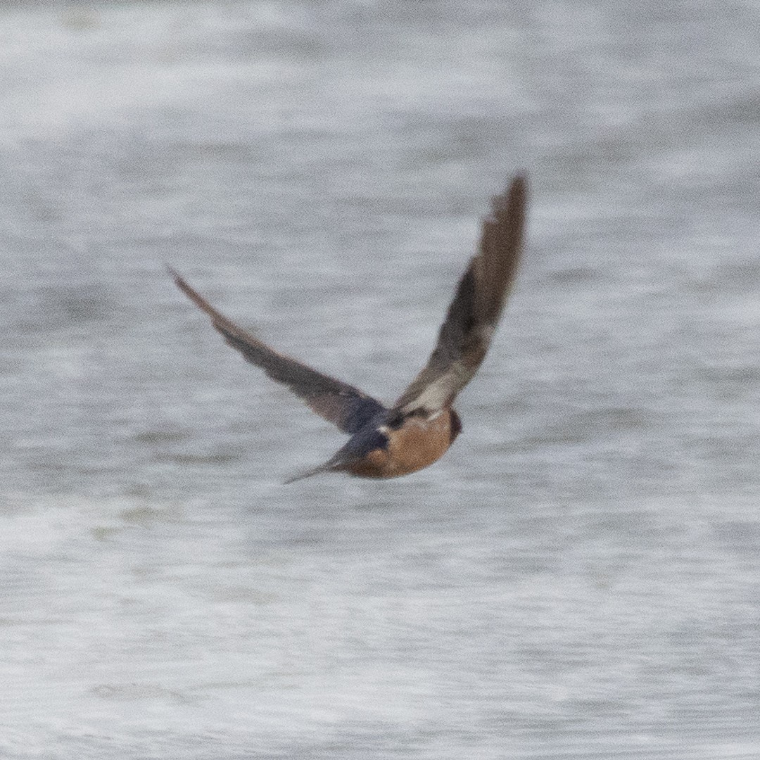 Barn Swallow - ML138046361