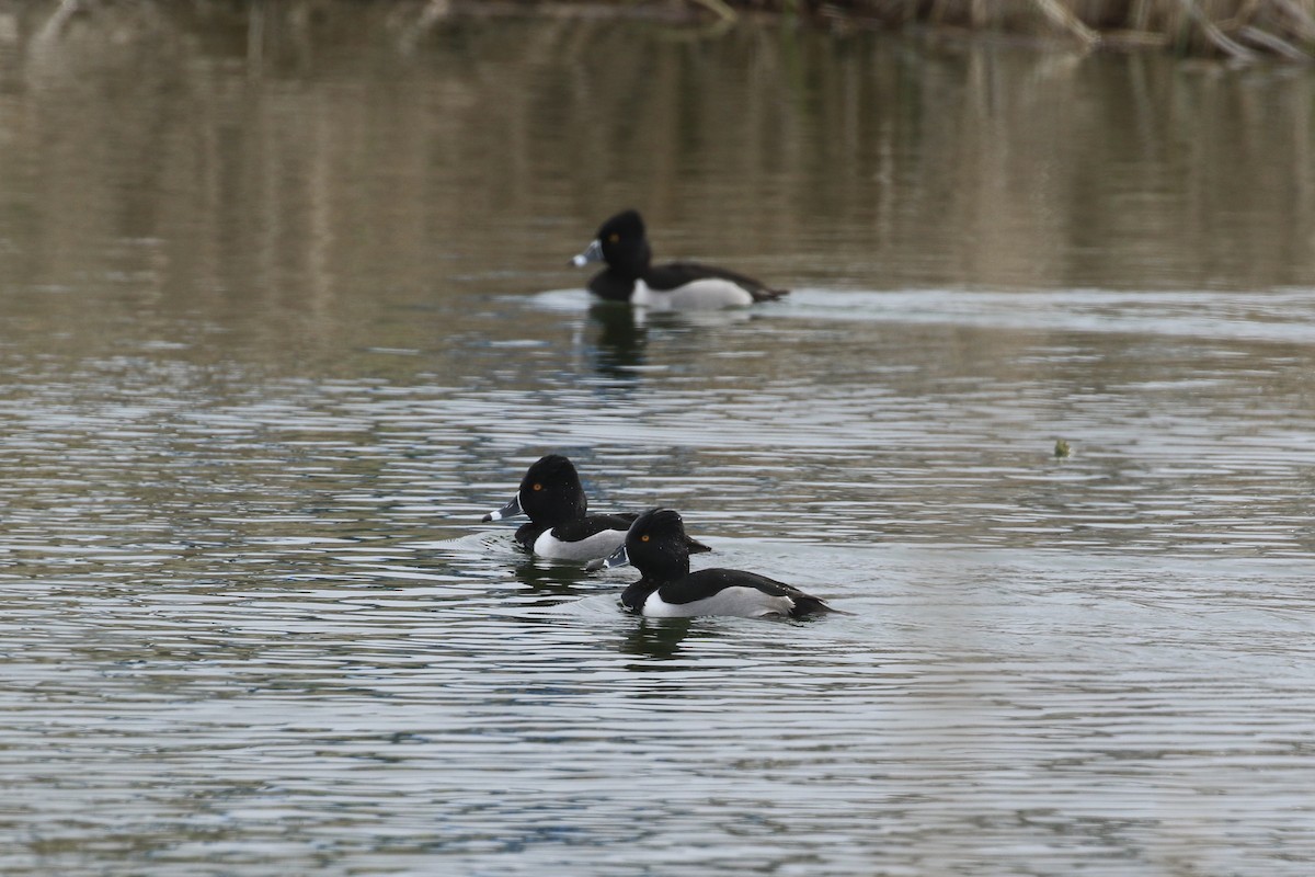 Ring-necked Duck - ML138047801