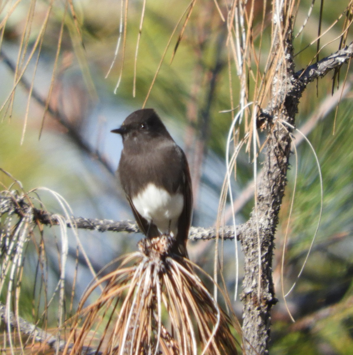 Black Phoebe - ML138048011