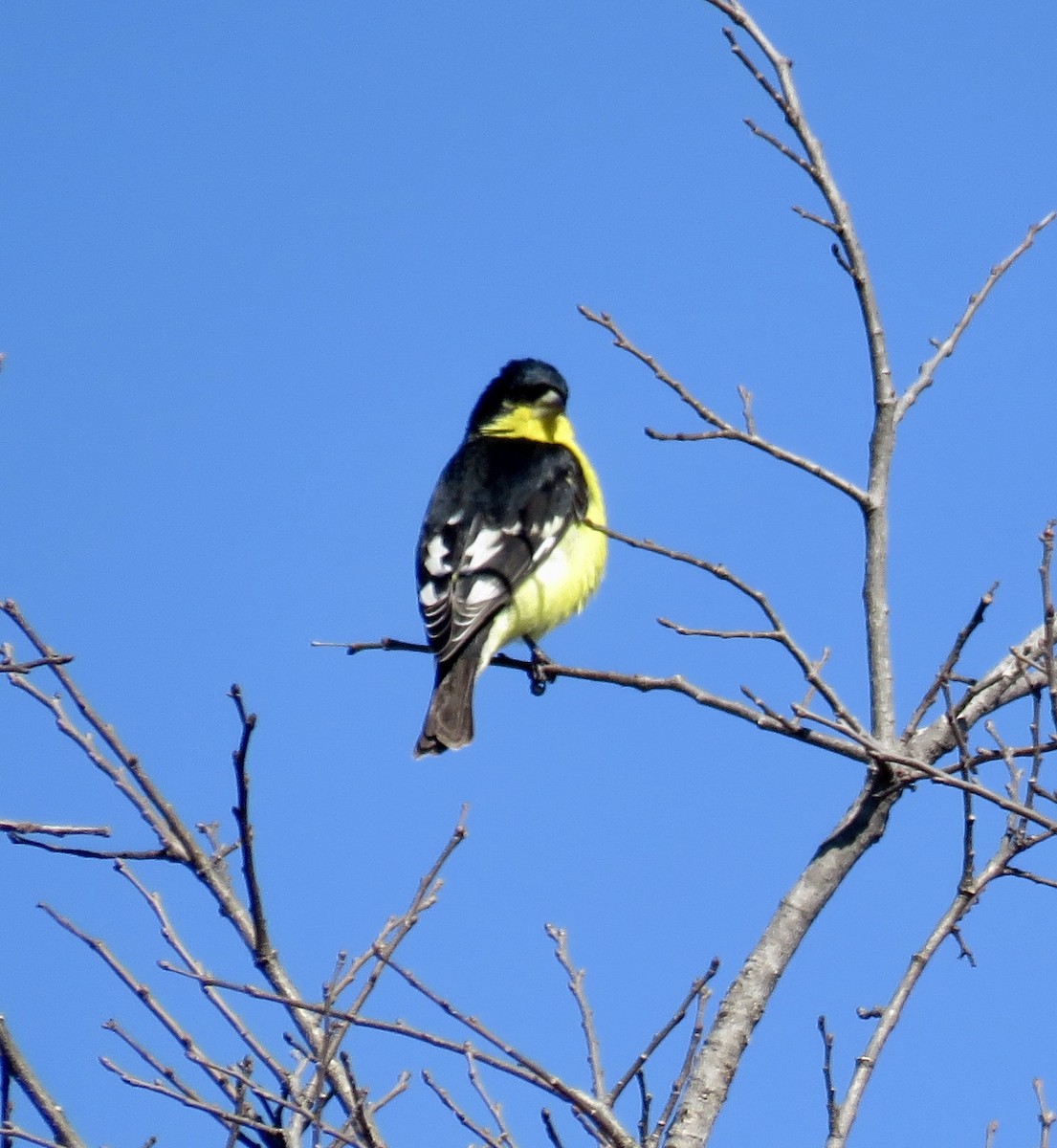 Lesser Goldfinch - ML138048791