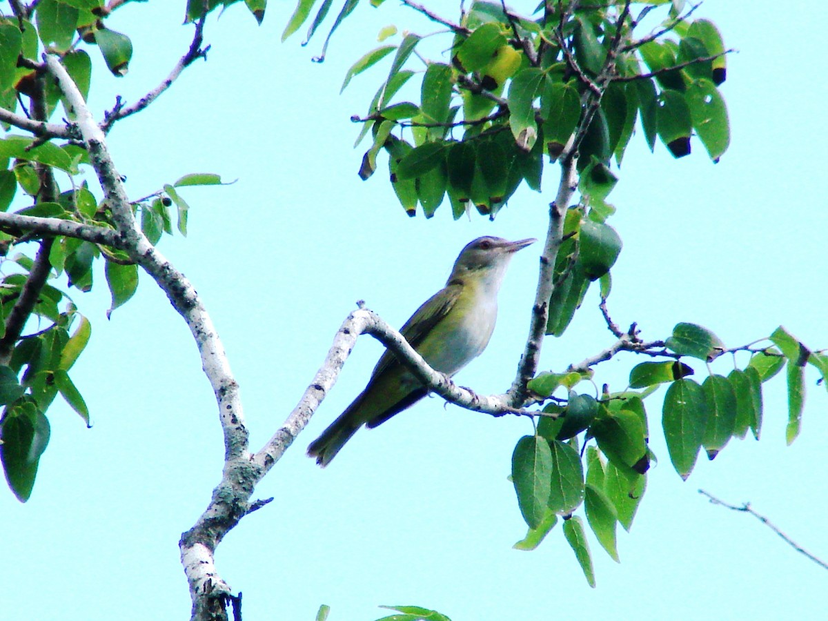 Vireo Verdiamarillo - ML138049071