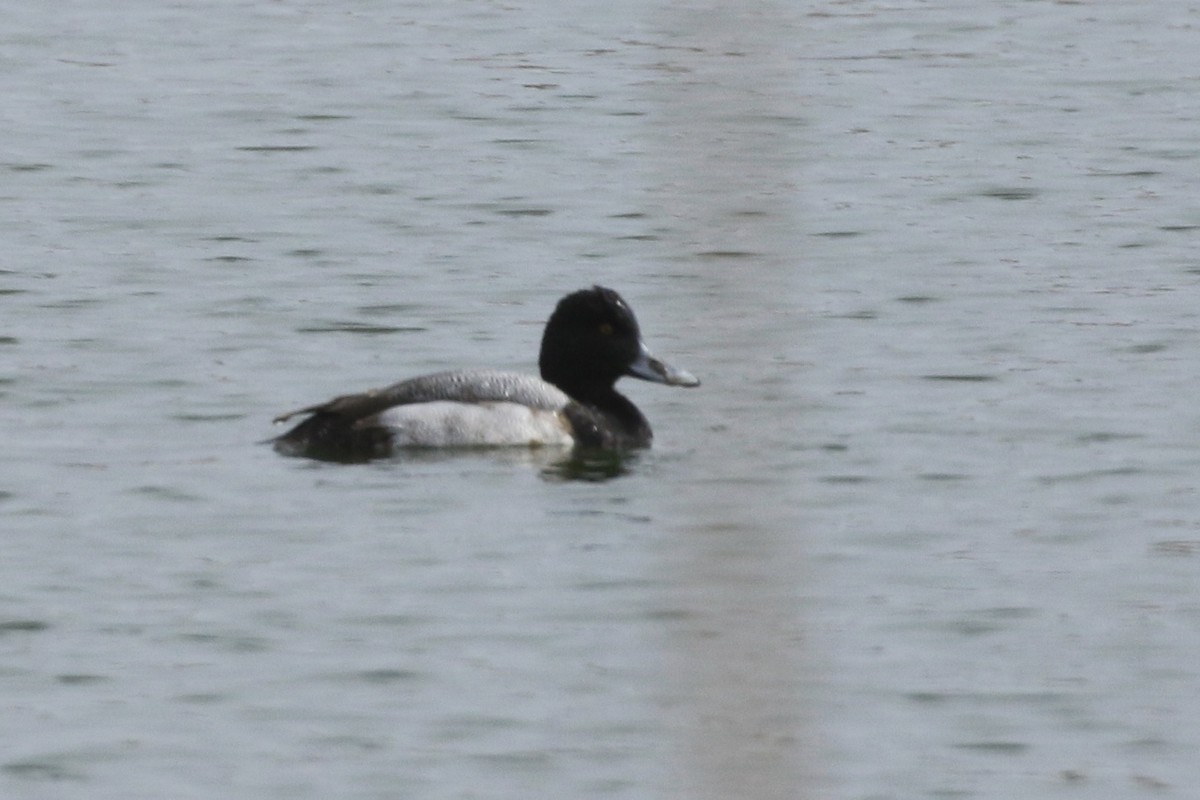 Lesser Scaup - ML138049111