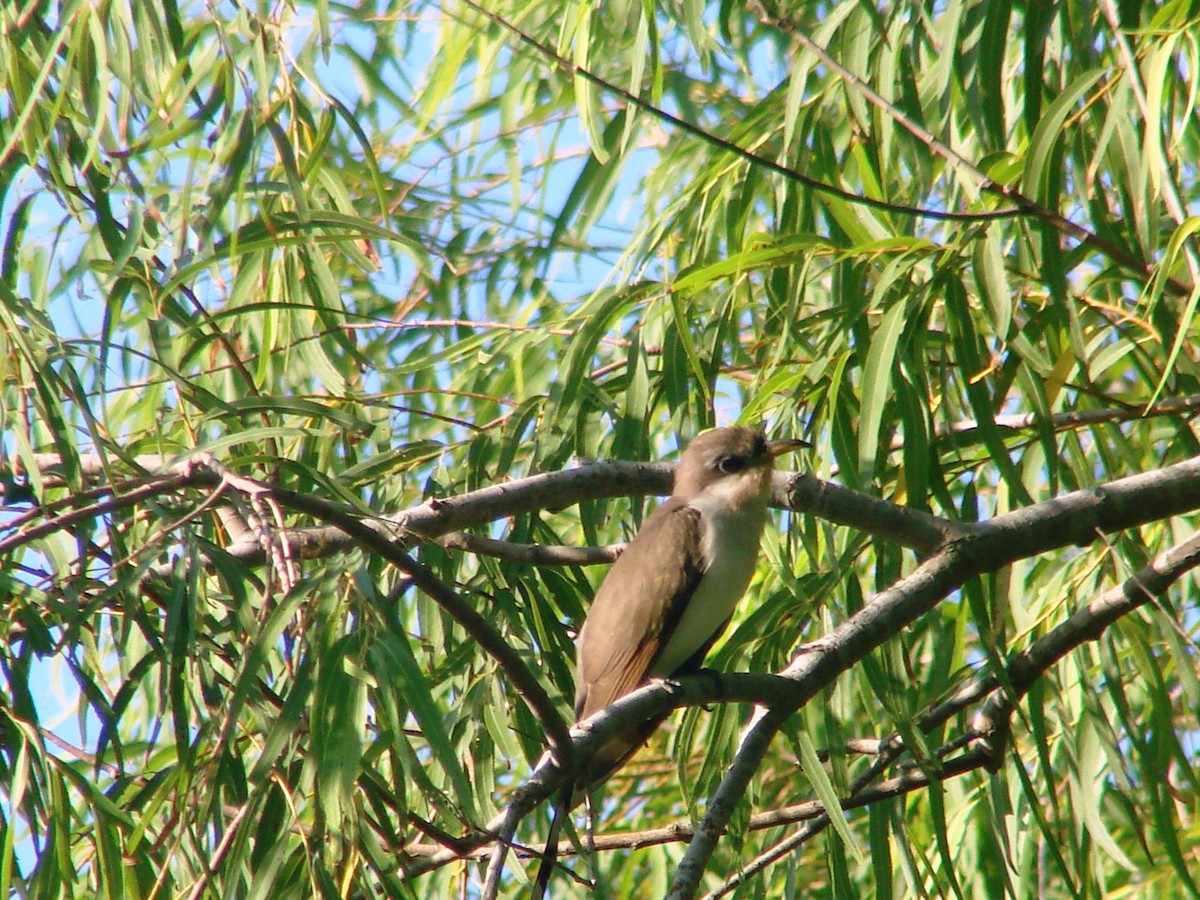 Yellow-billed Cuckoo - ML138049151