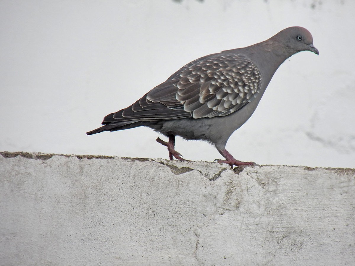 Spot-winged Pigeon - ML138049271