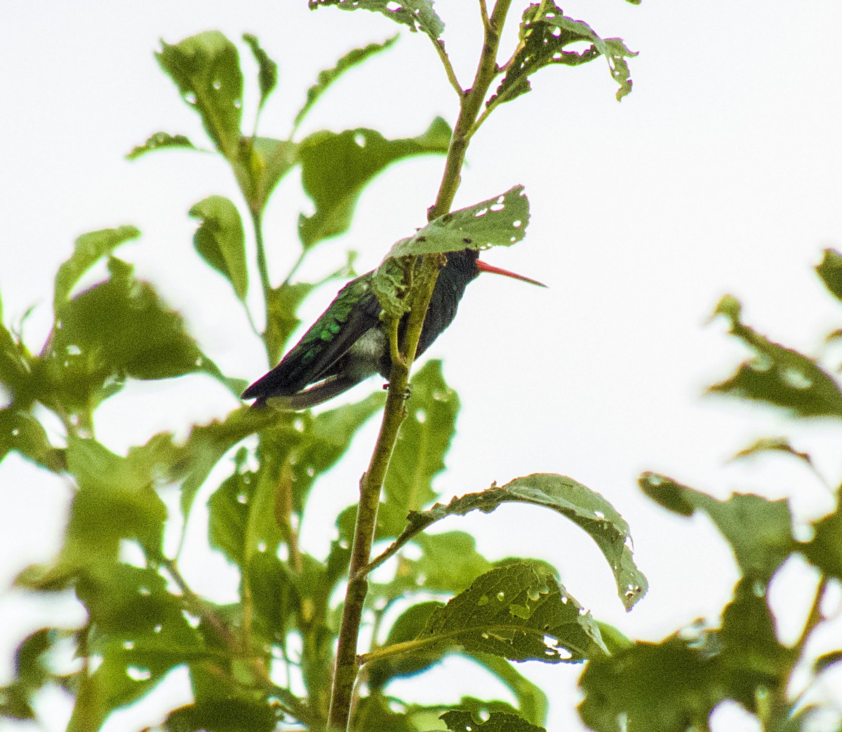 Glittering-bellied Emerald - ML138049761