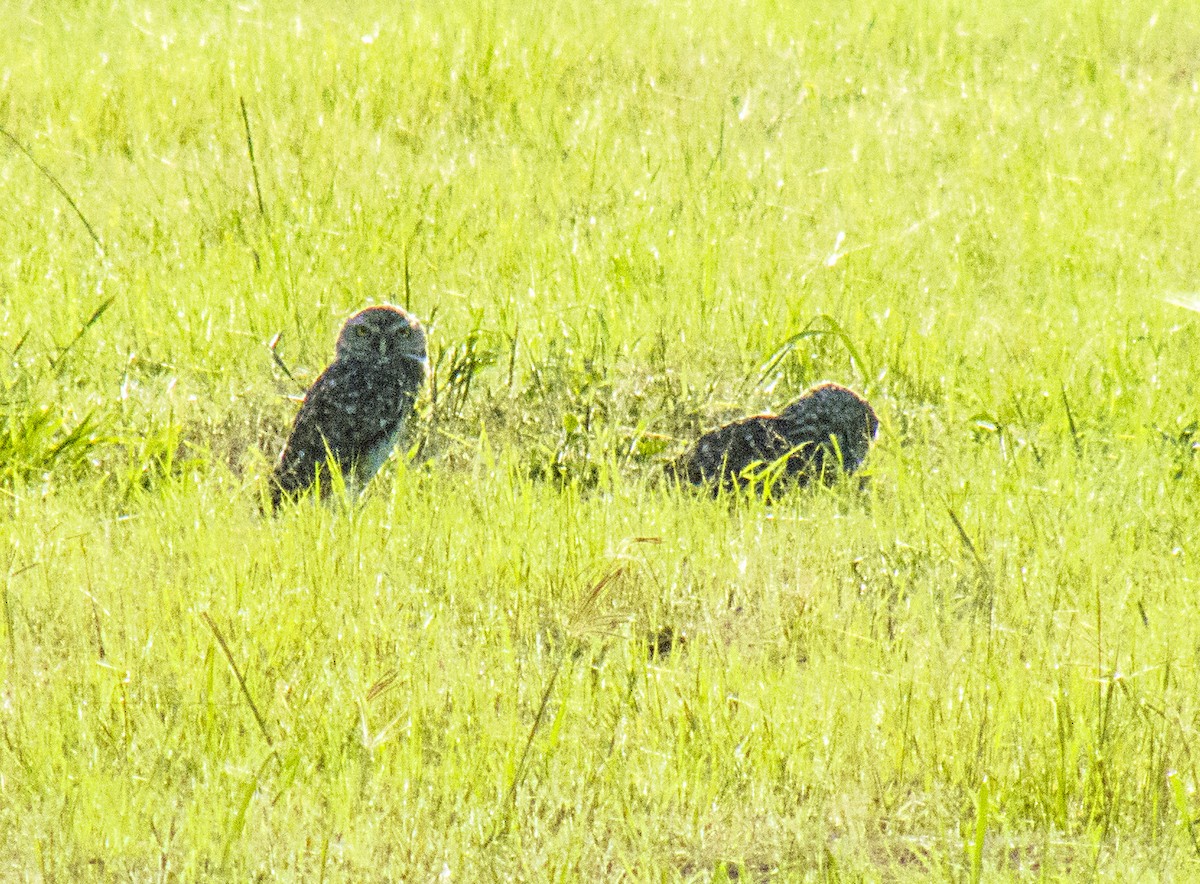 Burrowing Owl - ML138049881