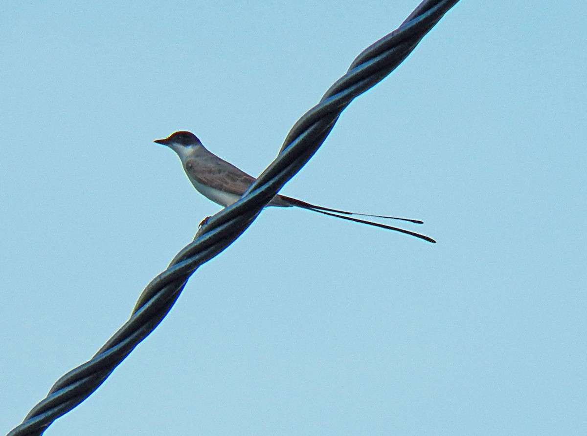 Fork-tailed Flycatcher - ML138050181