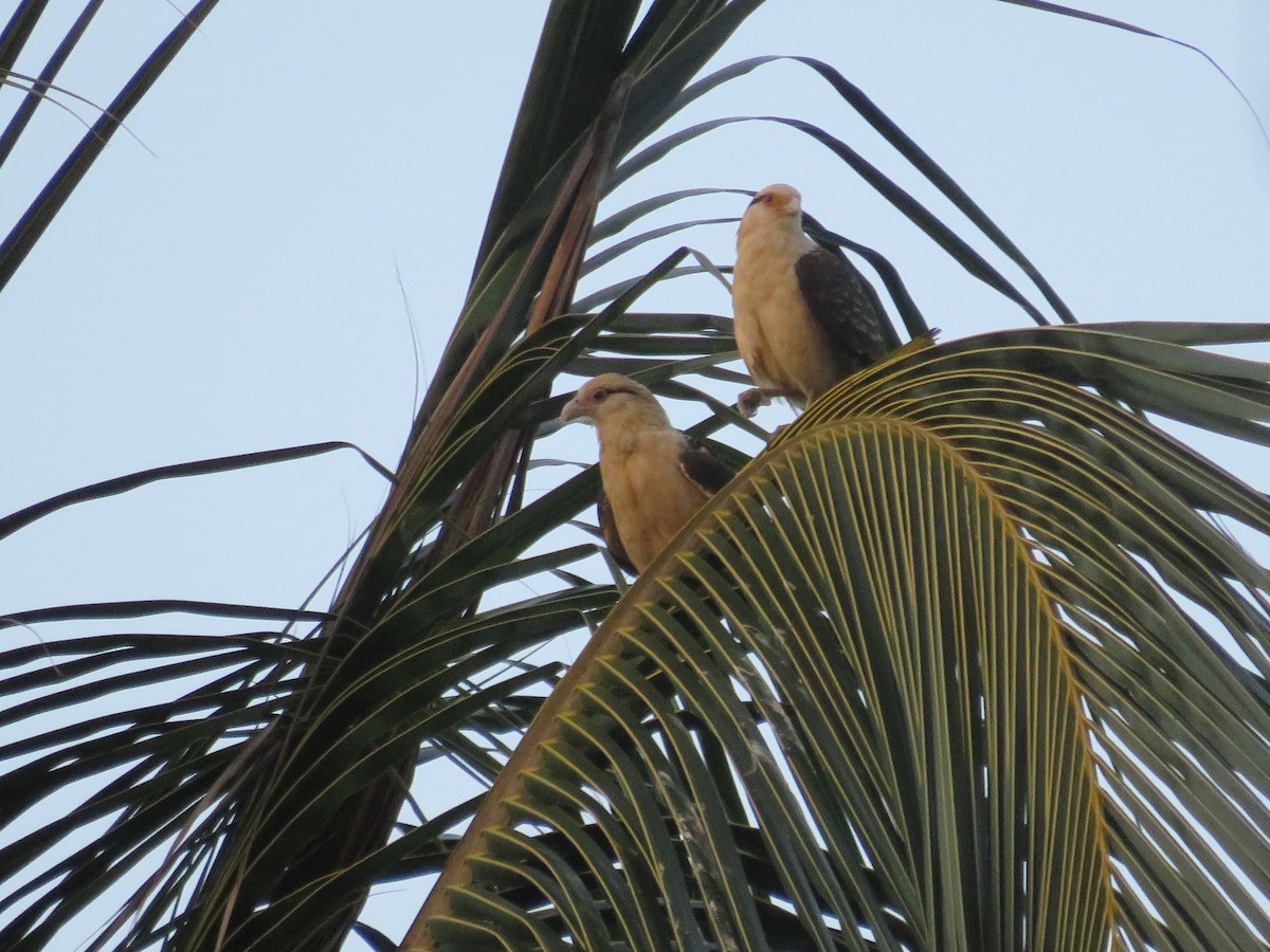 Caracara à tête jaune - ML138050261