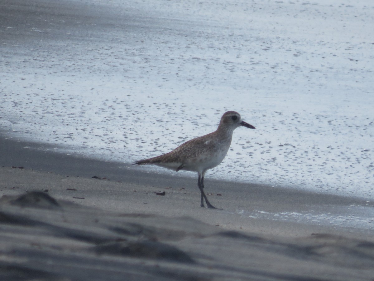 tanımsız küçük kumkuşu (Calidris sp.) - ML138050341