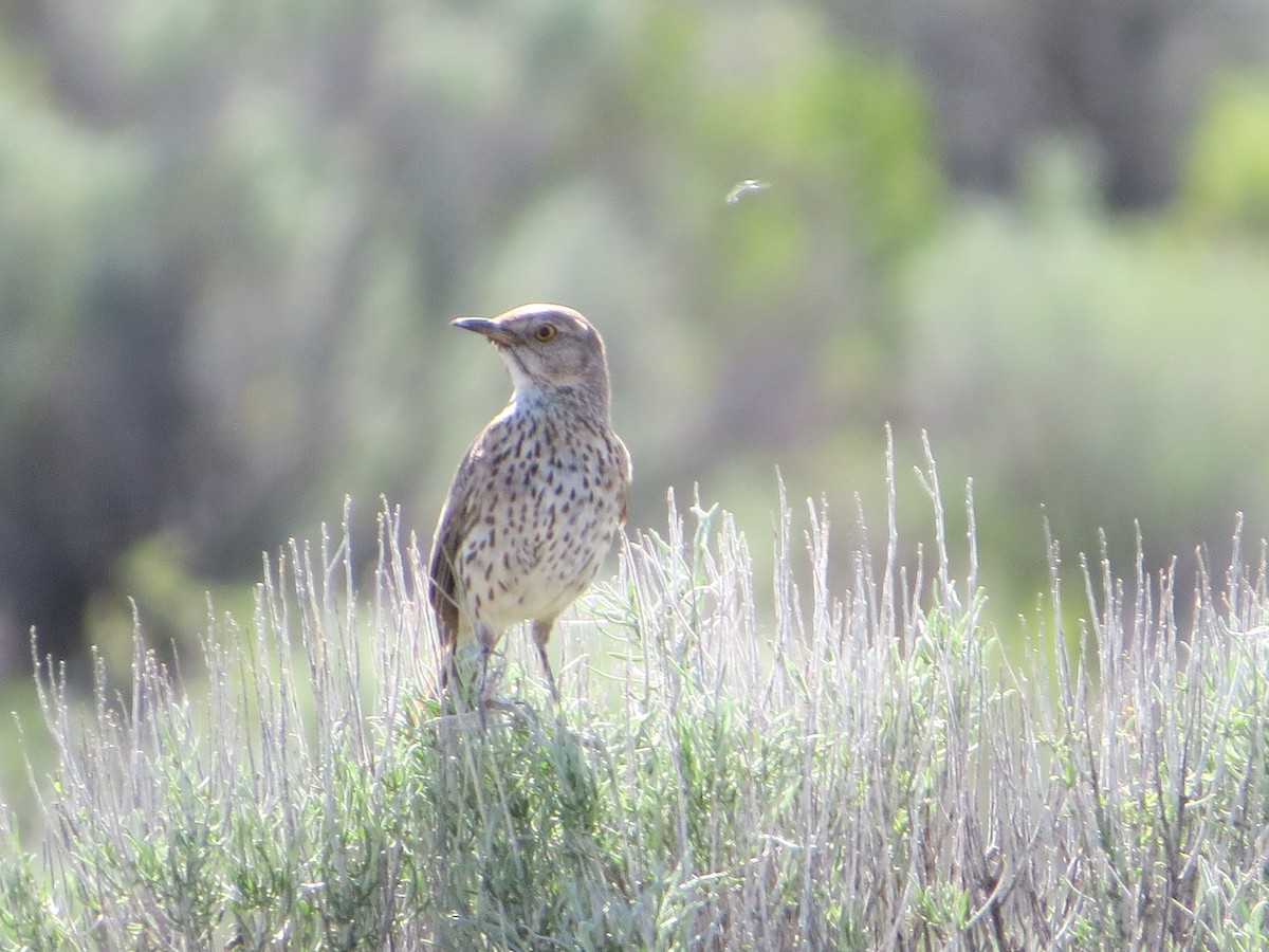 Sage Thrasher - ML138052411