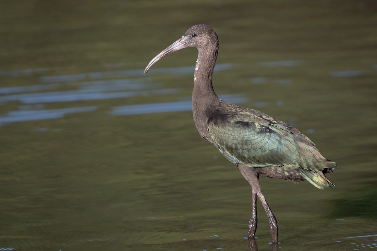 White-faced Ibis - Jason Dain