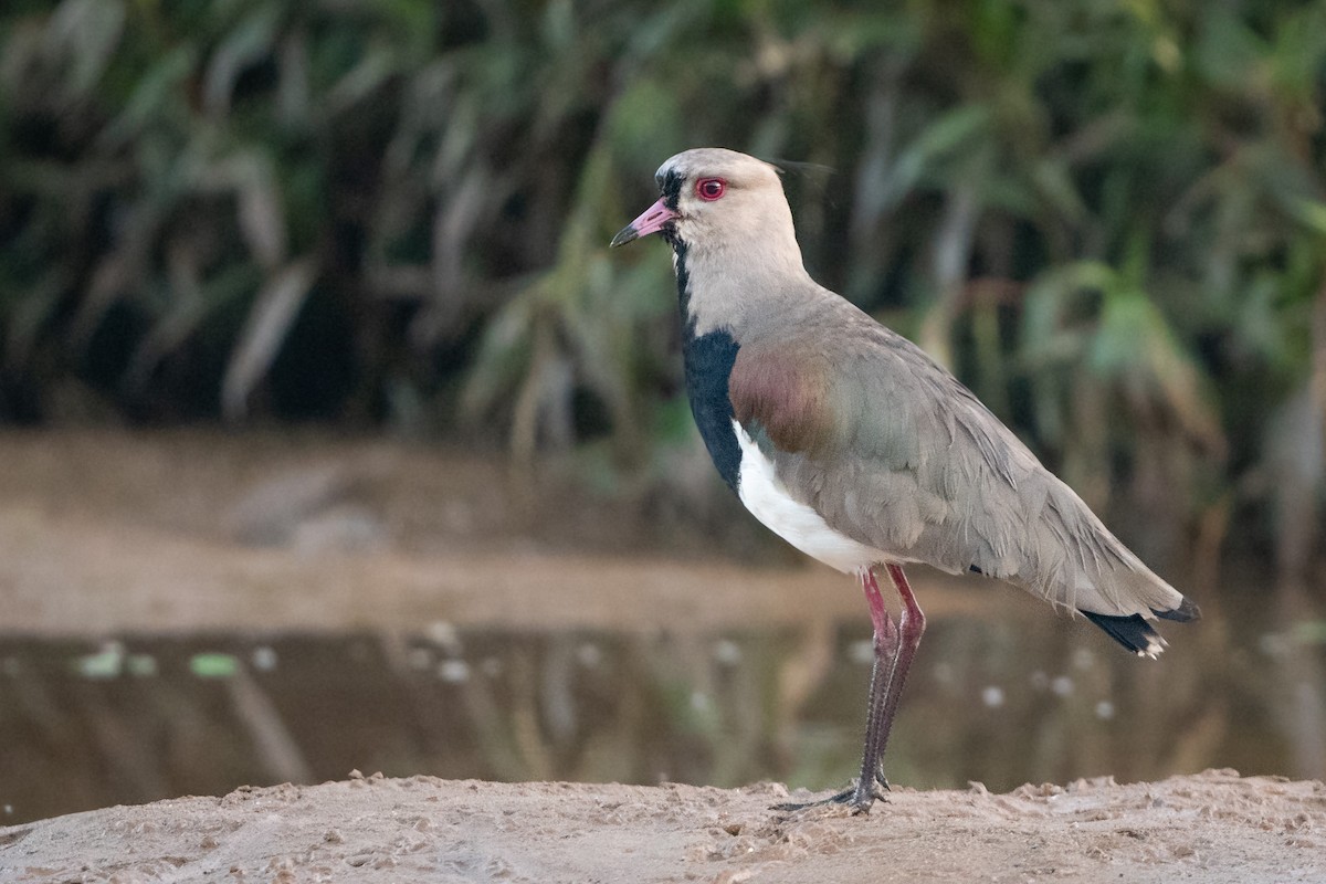 Southern Lapwing - ML138053821