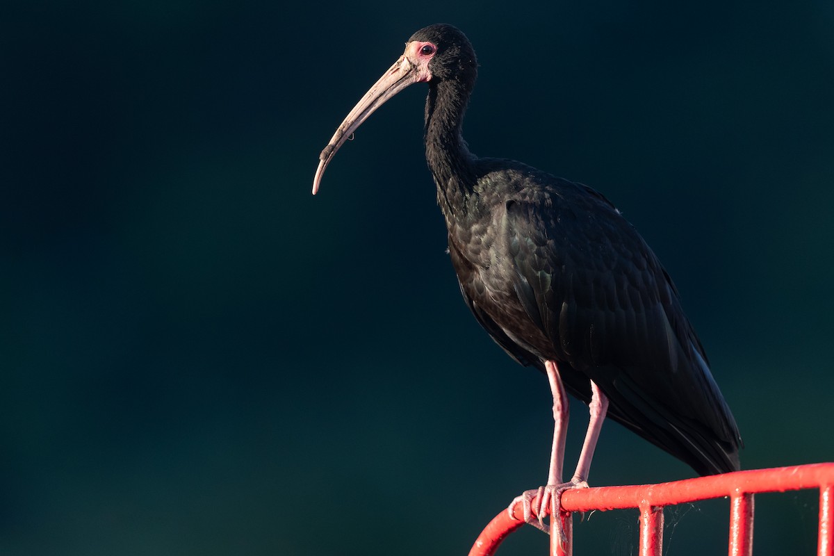 Bare-faced Ibis - Jason Dain