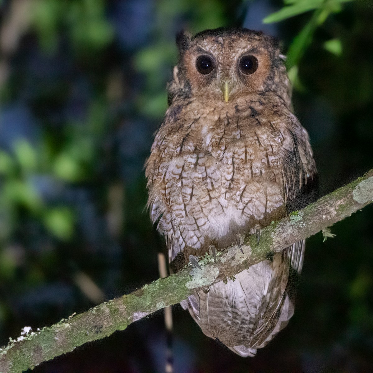 Long-tufted Screech-Owl - ML138054301
