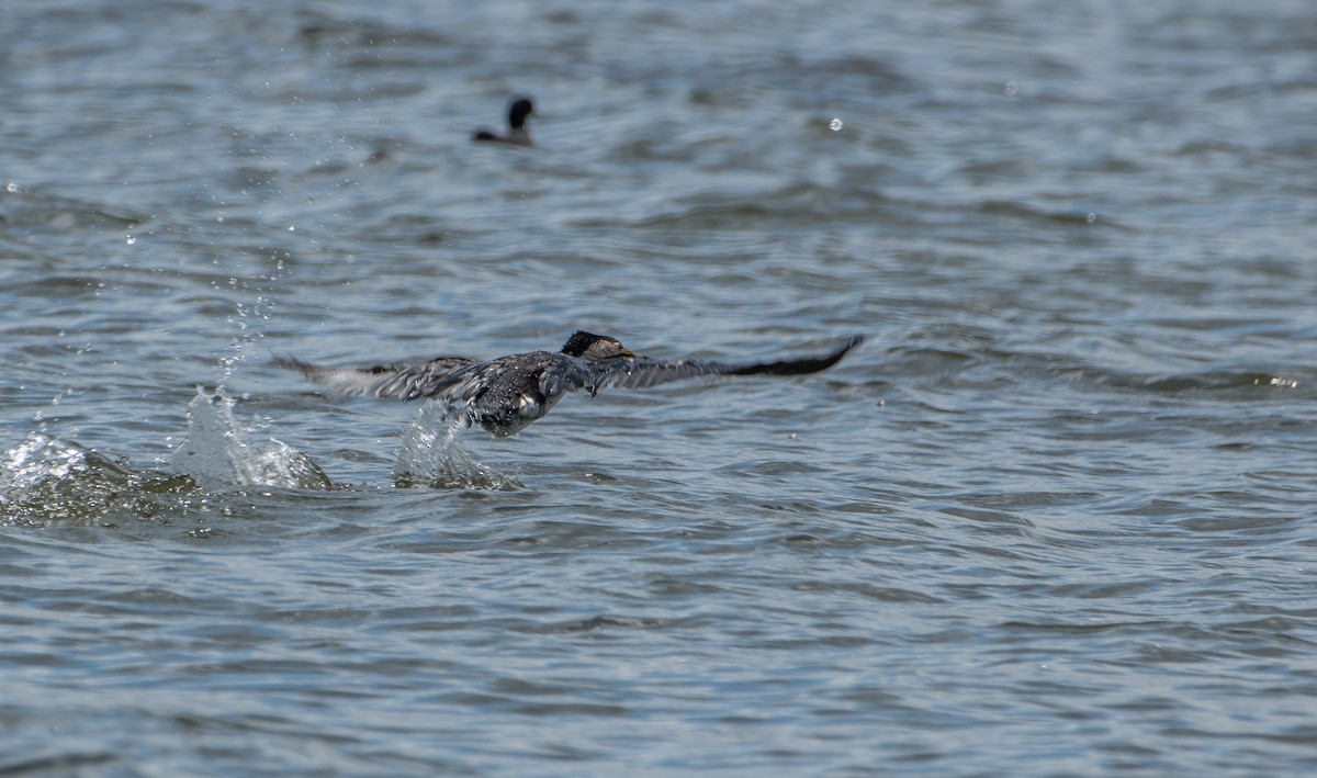 Cormorán Piquicorto - ML138054661