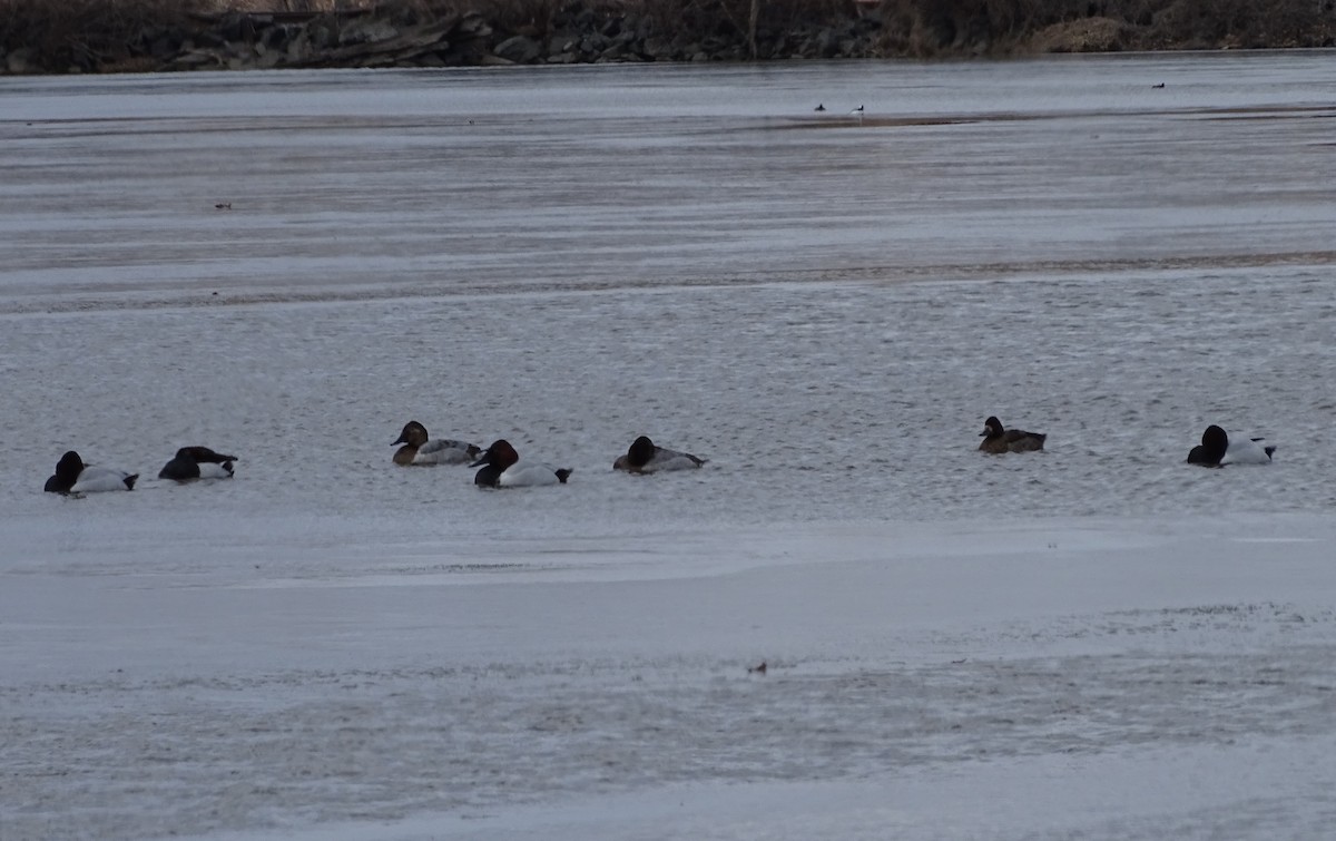 Canvasback - ML138054991