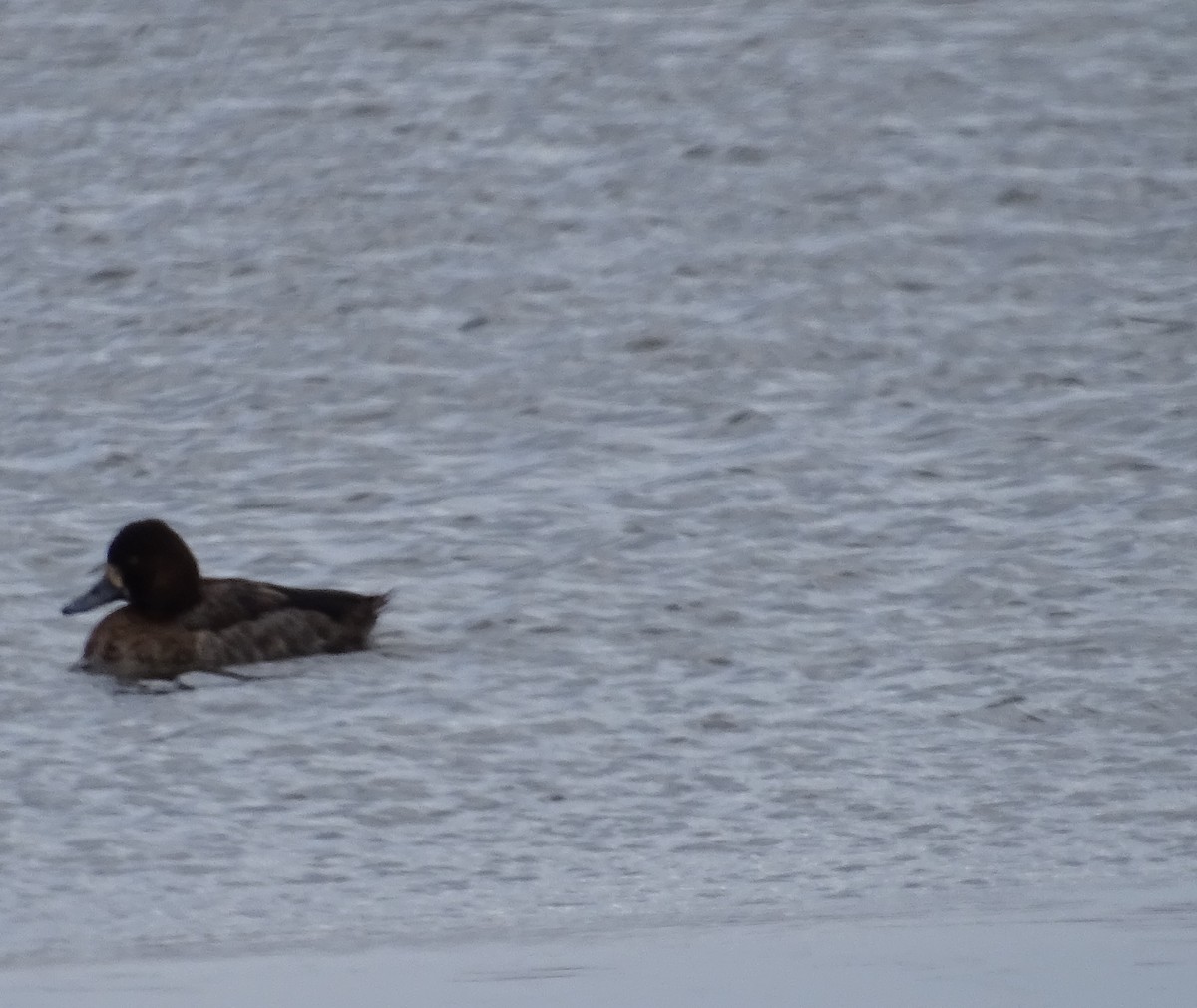 Lesser Scaup - ML138055011