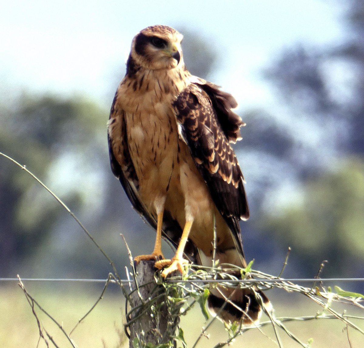 Long-winged Harrier - ML138055611