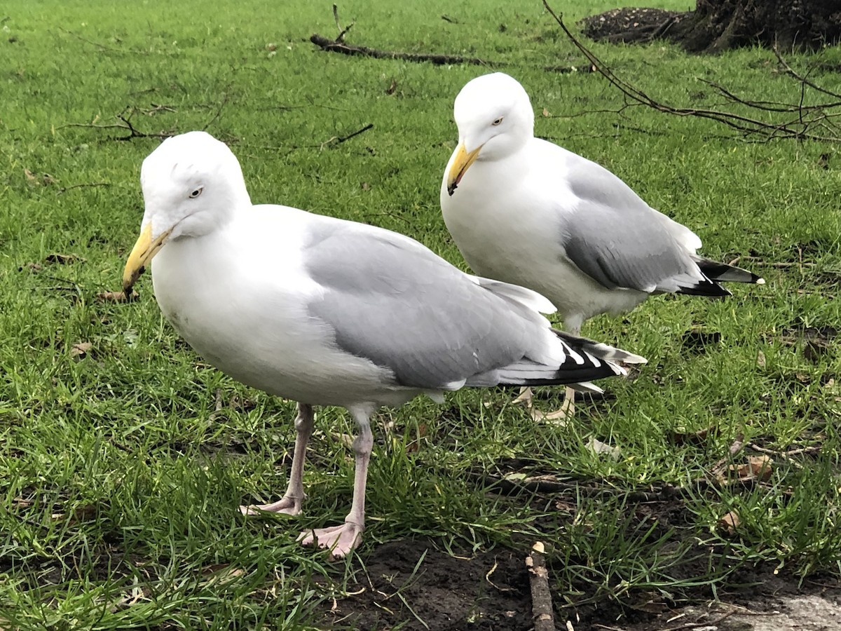 Herring Gull - Youssef ElNahas