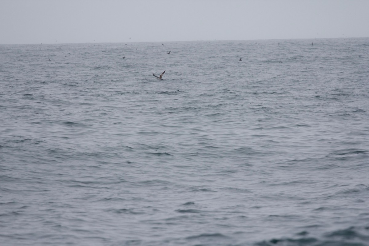 Buller's Shearwater - ML138056801