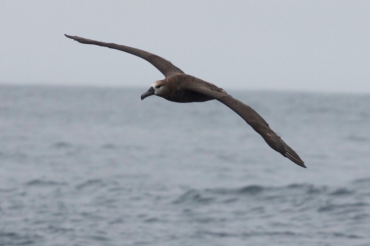 Black-footed Albatross - Casey Weissburg
