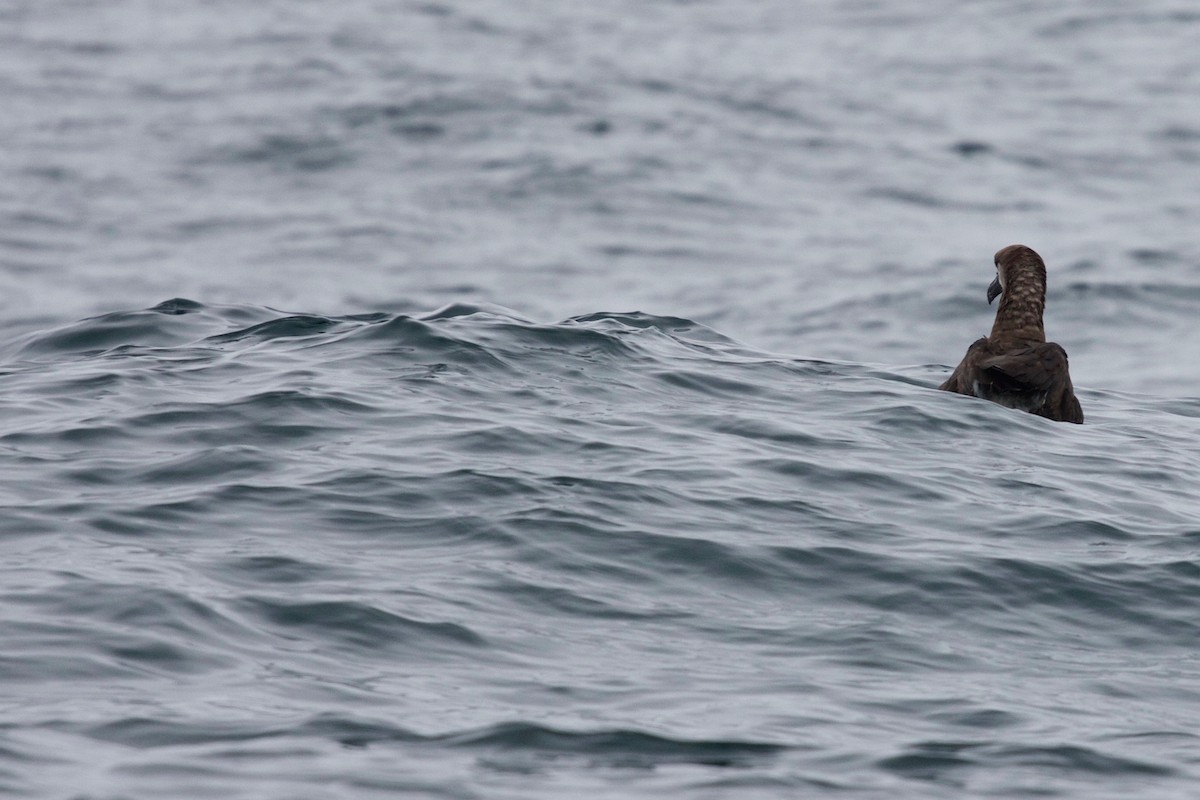 Black-footed Albatross - ML138057191