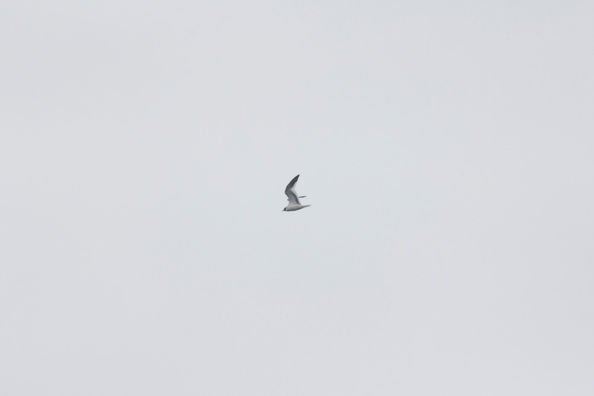 Sabine's Gull - Casey Weissburg