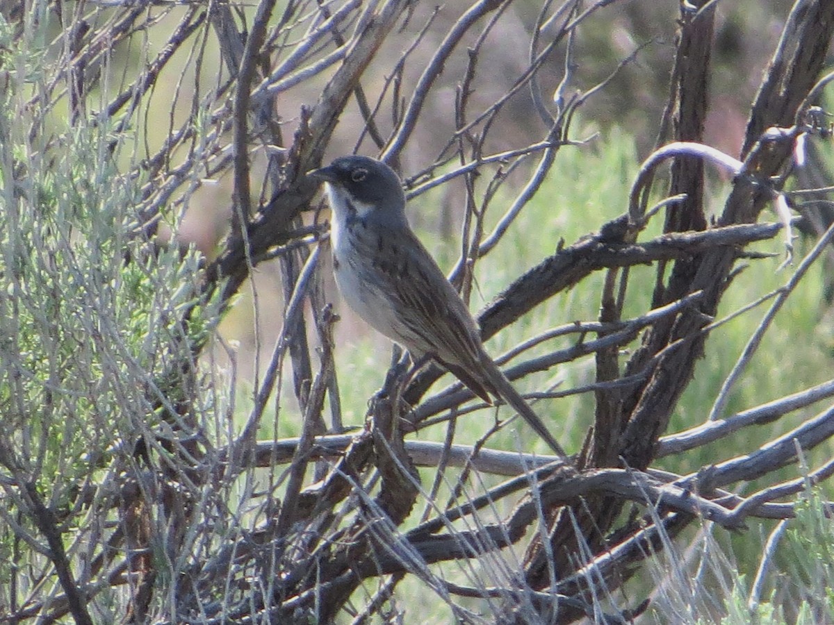 Sagebrush Sparrow - ML138058701