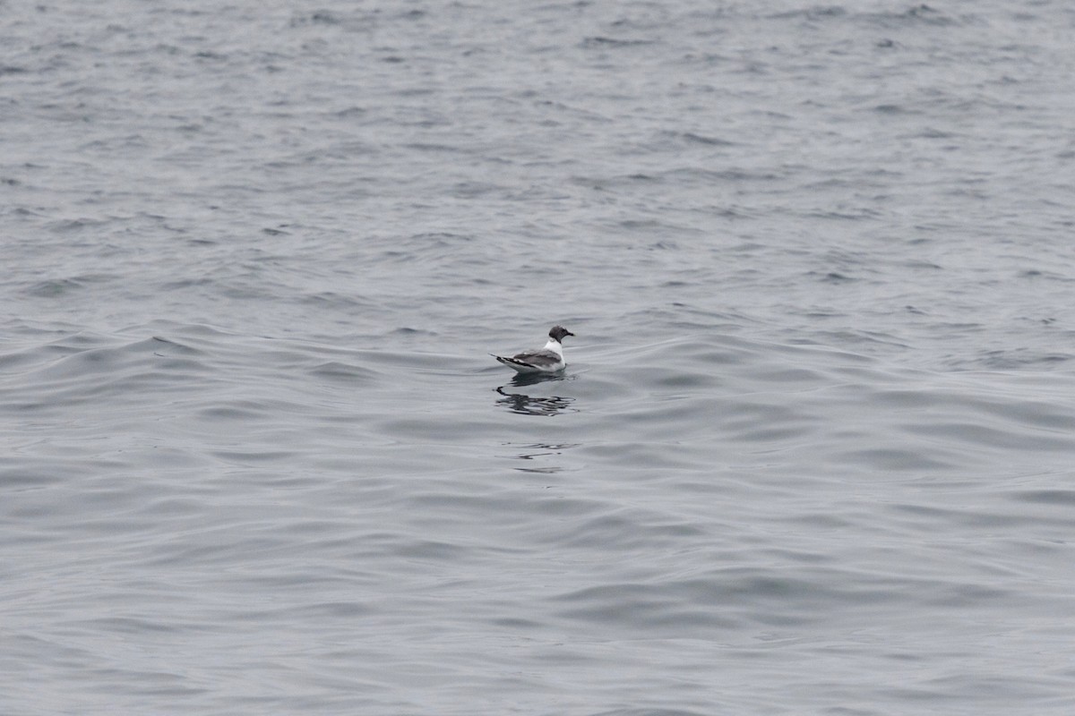 Mouette de Sabine - ML138059041